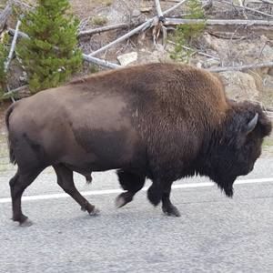 Meet your Posher, Bill